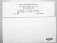 Cyathicula cyathoidea image